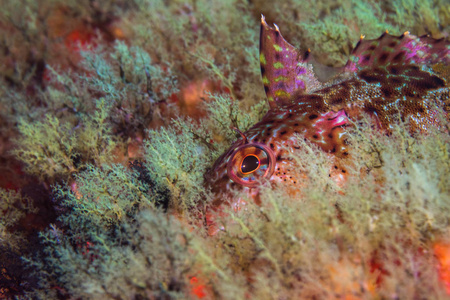 超级 Klipfish Clinus superciliosus 水下特写, 隐藏在珊瑚礁上的多色鱼类
