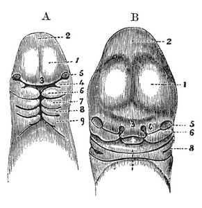 这个插图代表一个胚胎, 老式线条画或雕刻插图的头