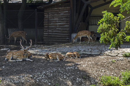 巴克的家庭也雄鹿或狍与女性罗鹿, 后或母鹿和小鹿放松室外在领域, 索非亚, 保加利亚
