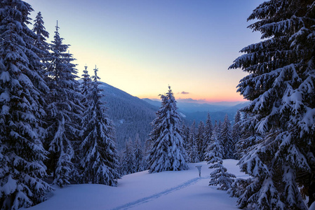 雪后冬山中的日落蓝天和橙色地平线上覆盖着积雪的巨大松树