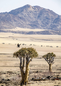 纳米比亚 Kries 附近的戈壁沙漠