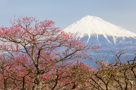 在春天的季节里山富士