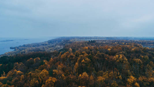 森林的鸟图。树秋天。德尼伯河