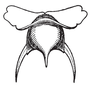 Cavolina Tridentata 是一个现代的壳轴承 pteropod, 复古线画或雕刻插图