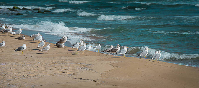 海边的一群海鸥
