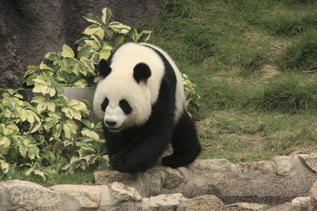 大熊猫熊 大熊猫 中国