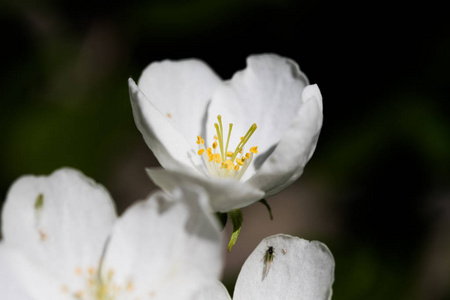 苹果白花, 特写