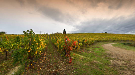 美丽的景观与托斯卡纳葡萄园在秋季在基安蒂地区附近佛罗伦萨, 意大利