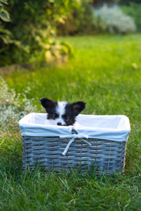 一只小狗在草地上的篮子里