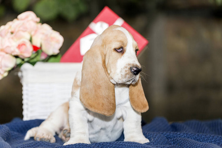 可爱而温柔的小狗巴塞猎狗, 悲伤的眼睛和很长的耳朵坐在毯子上。背景中有一个带鲜花和礼物的篮子。复制空间