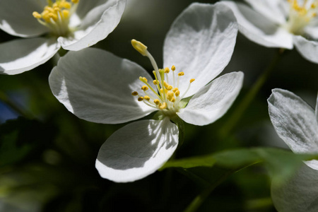 苹果白花, 特写