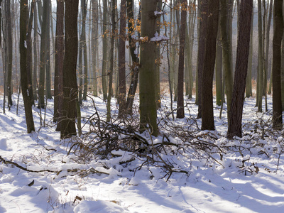 冬日白雪覆盖的森林风景
