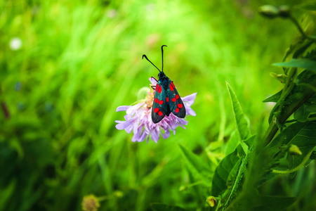 在柔和的花朵和淡草的背景下, 黑红蛾看起来很亮。春天的花朵开花了。背景模糊