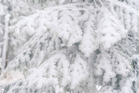 冬季光线背景冷杉树枝覆盖着雪