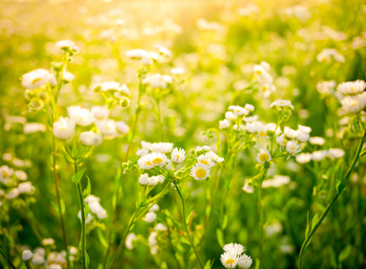 菊花背景