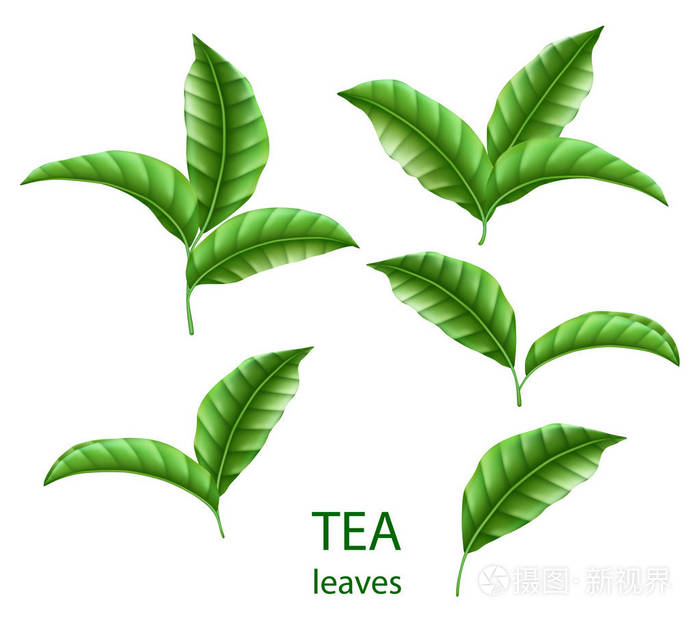 一套逼真的绿茶叶子与世隔绝.绿茶为您设计,广告和包装.矢量花元素