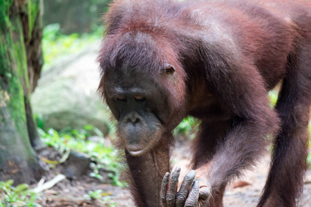 一种常见的黑猩猩潘氏在动物园散步和吃水果时的食物。五颜六色的野生动物照片