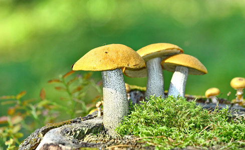 在苔藓上蘑菇橙色帽牛肝菌