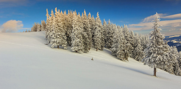 美丽的冬天景观中的山脉 喀尔巴阡 transylv