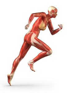 运行肌肉系统解剖横向视图的女人