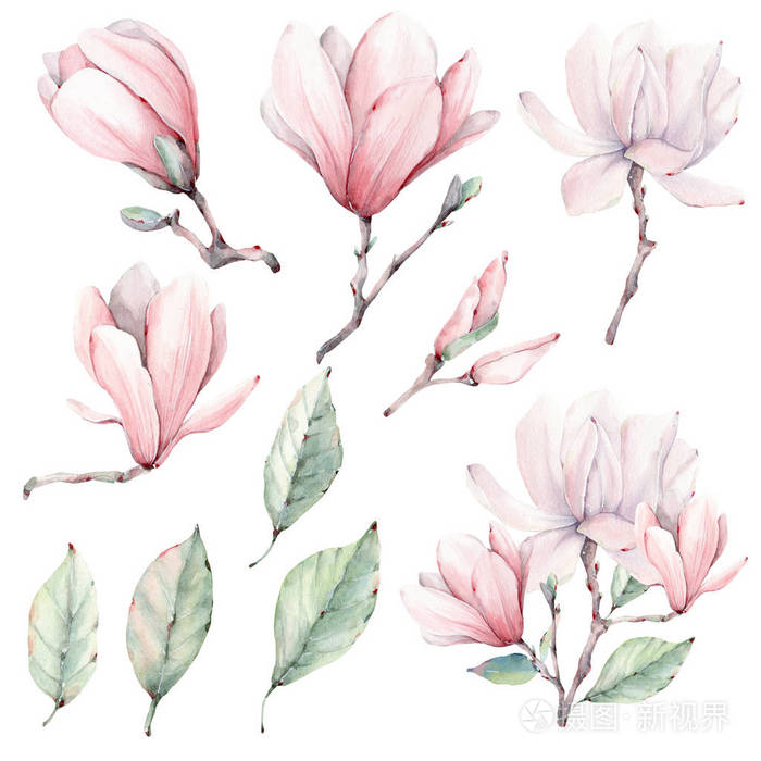 玉兰花集水彩.这是完美的贺卡, 婚礼请柬, 婚礼设计