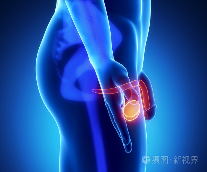 男性阴茎解剖