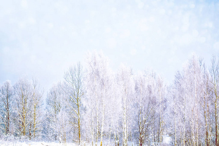 冰冻的冬季森林与雪覆盖了树