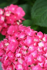 美丽的粉红色花朵