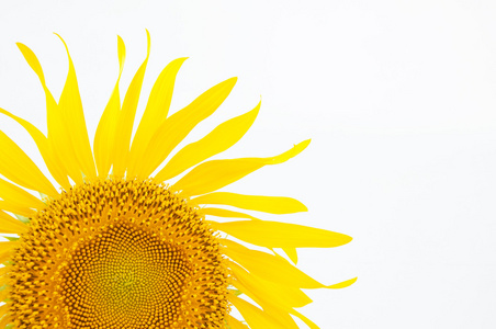 花不照片-正版商用图片00cot0-摄图新视界