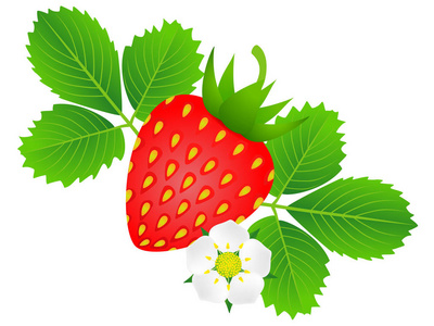成熟的草莓与花和叶子在白色背景