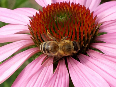 飞蜂慢慢地飞向植物, 从花中收集私人蜂房蜜。蜂蜜夹子包括美丽的花, 黄色花粉在蜜蜂腿。蜂蜜蜜蜜