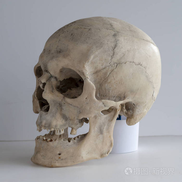 解剖真实的人类头骨特写镜头角度视图四分之三