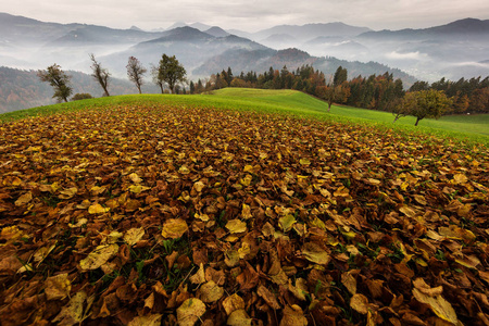 美丽的秋天的风景与五颜六色的叶子和雾蒙蒙的山