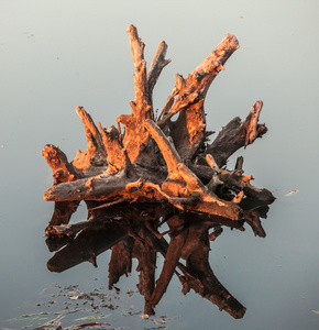 湖泊水和树树桩图片