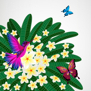 花艺设计背景。鸡蛋花和鸟，蝴蝶