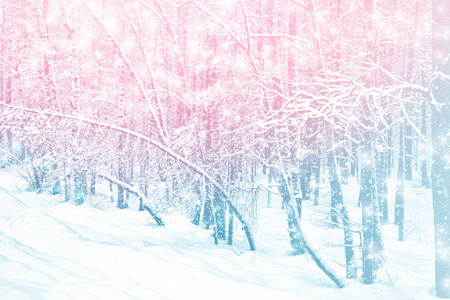冬天的森林。冬季景观。冰雪覆盖的树木