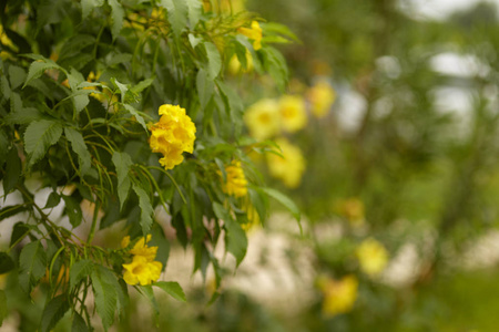 黄色铃铛喇叭花科学名称是 Tecoma 斯坦斯, 在户外花园, 晨光, 自然美的概念
