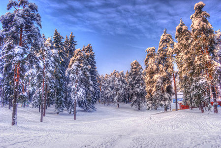 圣诞冬季景观 云杉和松树树覆盖在雪里