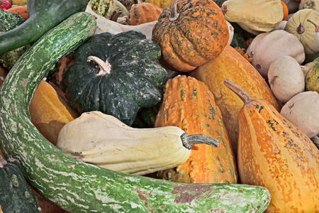 在意大利蔬菜市场上展示五颜六色的南瓜葫芦黄色, 橙色和绿色的品种