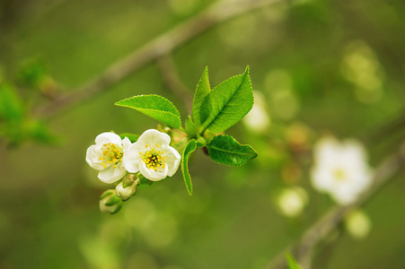 樱桃树花