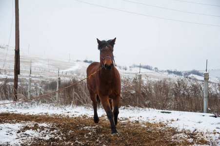 马在冬天。美丽的西部马与雪