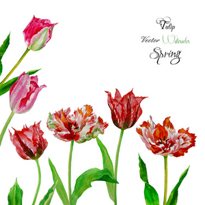 背景与花束 tulips202