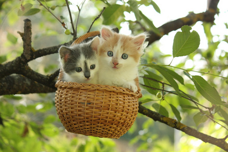 两只小猫坐在树上挂着的篮子