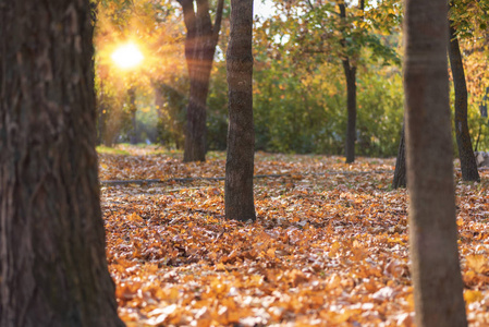秋天的城市公园与下降黄枫叶在阳光明媚的光芒, 乌克兰