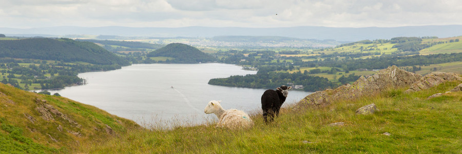 黑色和白色绵羊与厄尔斯沃特西湖区与英国坎布里亚郡的全景视图