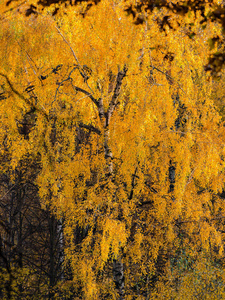 秋季秋天的黄金桦木
