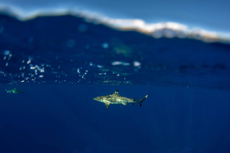 在法属波利尼西亚潜水与黑尖端鲨鱼水下
