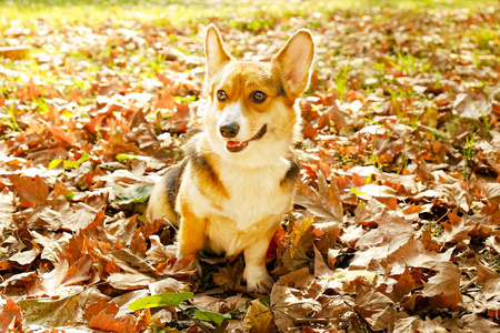 在温暖的秋日, 彭布罗克威尔士科尔吉在公园散步。幼小的三色小狗在户外, 许多落在地上的黄叶。复制空间, 背景