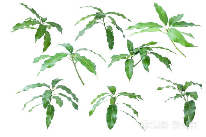叶子芒果在白色背景, 修剪路径
