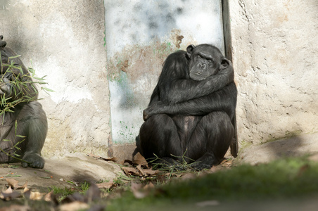 黑猩猩在一扇门附近睡觉